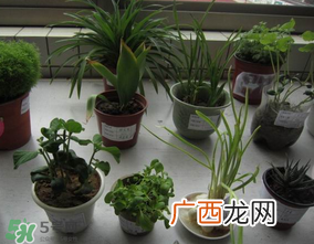 春天种什么植物?春天适合种什么植物?