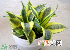 春天种什么植物?春天适合种什么植物?