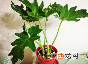 春天种什么植物?春天适合种什么植物?