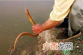 四月份可以钓黄鳝吗？4月份可以钓黄鳝吗？