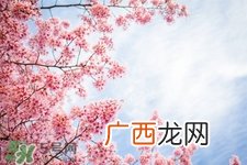 寒食节是清明节吗?寒食节和清明节的区别