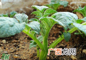 清明节能种土豆吗？土豆什么时候种植？