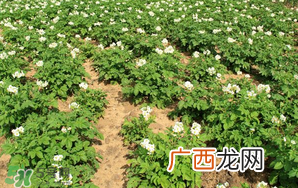 清明节能种土豆吗？土豆什么时候种植？