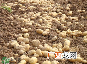 清明节能种土豆吗？土豆什么时候种植？