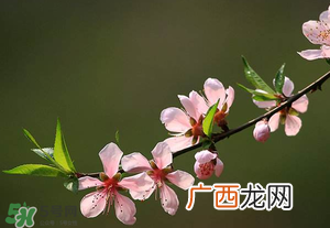 清明节还有桃花吗?清明节去哪里看桃花?
