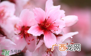 清明节还有桃花吗?清明节去哪里看桃花?