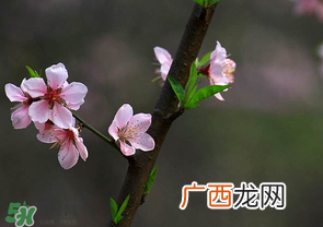 清明节还有桃花吗?清明节去哪里看桃花?