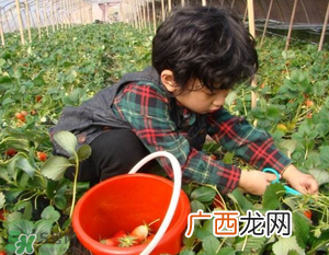 清明节还有草莓吗？清明节的草莓能吃吗？