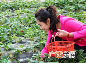 清明节还有草莓吗？清明节的草莓能吃吗？