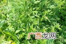 艾草是哪个季节的？艾草是什么季节采摘？