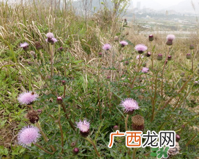 三月三可以扫墓吗？三月三能扫墓吗？