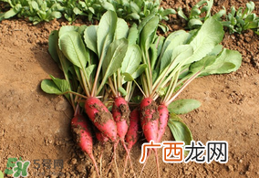 清明节可以种萝卜吗？清明节怎么种萝卜？