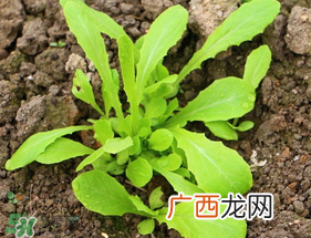 清明节可以种萝卜吗？清明节怎么种萝卜？
