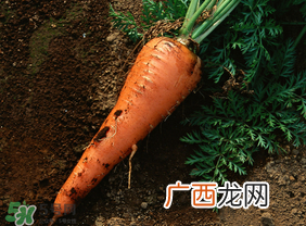 清明节可以种萝卜吗？清明节怎么种萝卜？