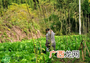 清明节种什么菜？清明节前后种什么菜？