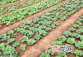 清明节种什么菜？清明节前后种什么菜？