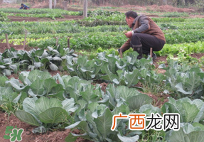 清明节种什么菜？清明节前后种什么菜？
