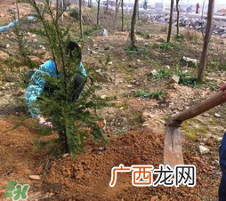 清明节种什么树？清明节为什么种树？