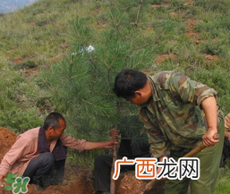 清明节种什么树？清明节为什么种树？