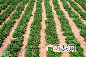 春分可以种花生吗？春分种什么？