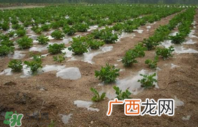 春分可以种花生吗？春分种什么？