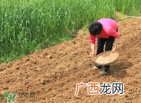 春分可以种花生吗？春分种什么？