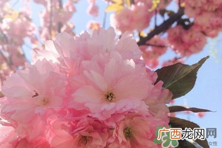 清明节扫墓能不去吗？清明节上坟必须去吗？