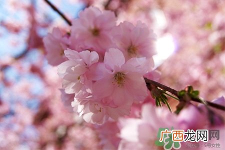 清明节扫墓能不去吗？清明节上坟必须去吗？