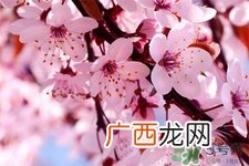 清明节扫墓能不去吗？清明节上坟必须去吗？