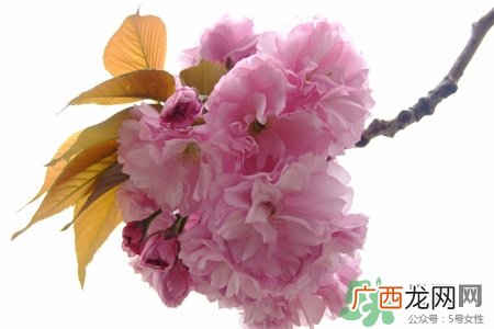 清明节扫墓能不去吗？清明节上坟必须去吗？