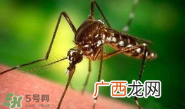 什么防蚊效果好？婴儿用什么防蚊？