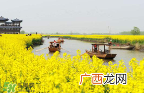 四月份还有油菜花吗？4月份还有油菜花吗？