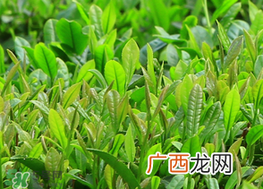 清明茶什么时候采？采清明茶什么时候结束？