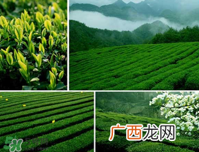 清明茶什么时候采？采清明茶什么时候结束？