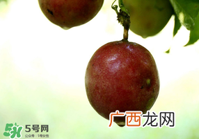 春天能吃百香果吗？春天吃百香果好吗？