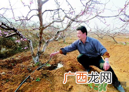 桃树春天什么时候浇水？桃树什么时候浇水？
