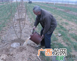 桃树春天什么时候浇水？桃树什么时候浇水？