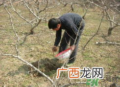 桃树春天什么时候浇水？桃树什么时候浇水？