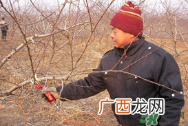 春天桃树能剪枝吗？桃树春季什么时间剪枝？