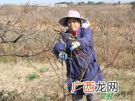 春天桃树能剪枝吗？桃树春季什么时间剪枝？