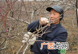 春天桃树能剪枝吗？桃树春季什么时间剪枝？