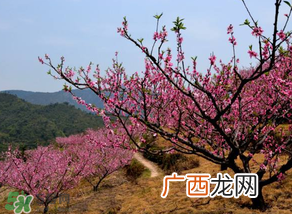 春天桃树打什么药？桃树春天什么时候打药？