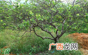 春天桃树打什么药？桃树春天什么时候打药？