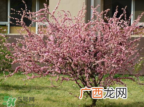 春天桃树打什么药？桃树春天什么时候打药？