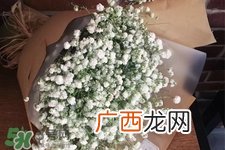 清明节上坟可以带满天星吗？清明节扫墓能用满天星吗？