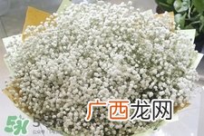 清明节上坟可以带满天星吗？清明节扫墓能用满天星吗？