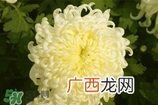 清明节扫墓为什么用菊花？清明节上坟为什么要送菊花？