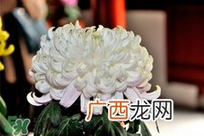 清明节扫墓为什么用菊花？清明节上坟为什么要送菊花？
