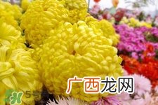 清明节扫墓为什么用菊花？清明节上坟为什么要送菊花？