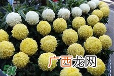 清明节扫墓为什么用菊花？清明节上坟为什么要送菊花？